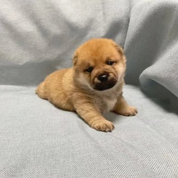 柴犬(豆柴)【奈良県・男の子・2023年1月19日・赤】の写真「元気な豆柴ちゃんです❣️」