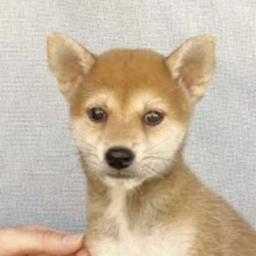 柴犬(豆柴)【奈良県・男の子・2023年7月1日・赤】の写真「創業祭特価‼️月齢とゲージの確保ため」