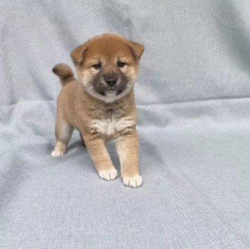 柴犬(豆柴)【奈良県・男の子・2022年11月21日・赤】の写真「癖のないいい仔で愛想がとてもいい仔ですよ❣️」