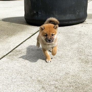 柴犬(豆柴)【奈良県・男の子・2024年8月29日・赤】の写真「凛とした豆柴ちゃん」