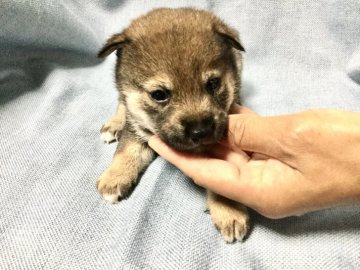 柴犬(豆柴)【奈良県・女の子・2020年8月16日・赤】の写真「両親のいい所をとっており、希少な仔犬です。」