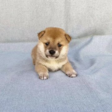 柴犬(豆柴)【奈良県・男の子・2023年3月31日・赤】の写真「かわいい豆柴ちゃんです💕」