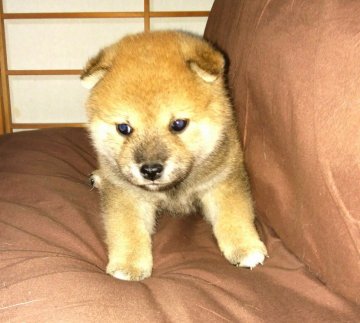 柴犬(標準サイズ)【奈良県・男の子・2017年11月23日・赤】の写真「可愛い小振りの男の子」