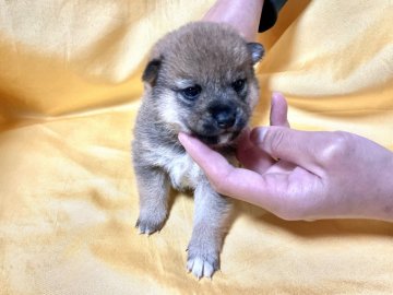 柴犬(豆柴)【奈良県・女の子・2021年11月26日・赤】の写真「希少な極小豆柴❣️いい仔いい仔です」