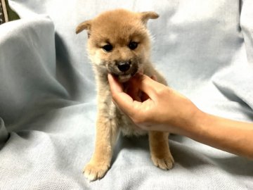 柴犬(豆柴)【奈良県・女の子・2021年5月9日・赤】の写真「よく食べ、よく遊ぶ極小❣️豆柴です❣️」