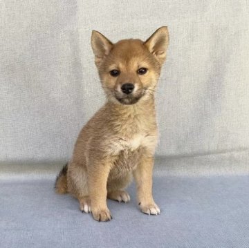 柴犬(豆柴)【奈良県・男の子・2023年1月2日・赤】の写真「小さいですよー❣️その日に一緒に帰れます」