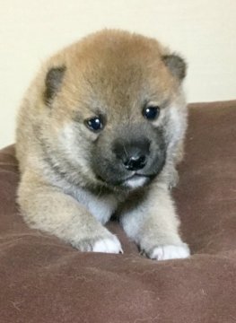 柴犬(標準サイズ)【奈良県・男の子・2017年9月12日・赤】の写真「移転記念セール‼️」