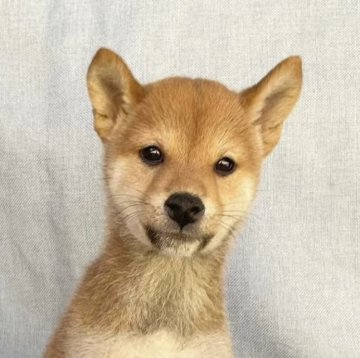 柴犬(豆柴)【奈良県・男の子・2022年12月31日・赤】の写真「春休み価格‼️気にったらその日に連れて帰れます❣️」