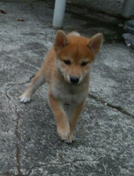 柴犬(標準サイズ)【奈良県・男の子・2017年7月3日・赤】の写真「移転記念セール‼️」