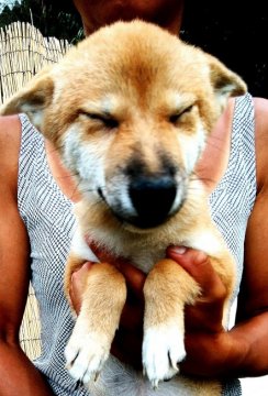 柴犬(標準サイズ)【奈良県・女の子・2017年5月3日・赤】の写真「只今移転記念セール中！人懐こい女の子です。」