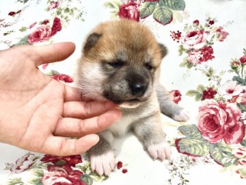 柴犬(標準サイズ)【奈良県・男の子・2019年5月28日・赤】の写真「綺麗な赤毛」