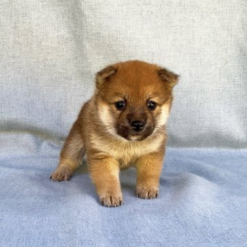 柴犬(豆柴)【奈良県・女の子・2024年2月2日・赤】の写真「極小豆柴ちゃんです❣️」