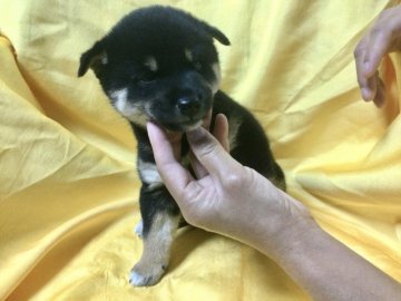 柴犬(標準サイズ)【奈良県・男の子・2020年10月4日・黒】の写真「両親のいい所をとっており、希少なクロの仔犬です。」