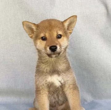 柴犬(豆柴)【奈良県・男の子・2023年1月23日・赤】の写真「そのまま連れて帰れますよ‼️」