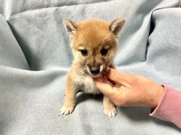 柴犬(豆柴)【奈良県・男の子・2021年11月26日・赤】の写真「希少な極小豆柴❣️いい仔いい仔です」