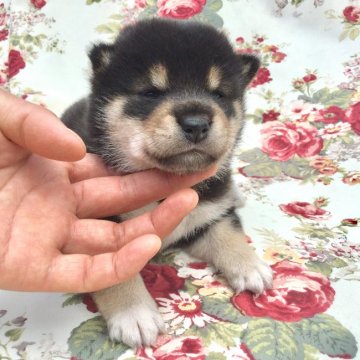 柴犬(標準サイズ)【奈良県・男の子・2019年5月26日・黒】の写真「綺麗な黒毛の配色美男子」