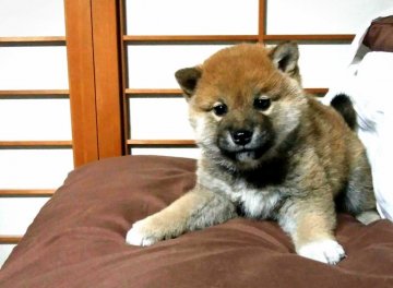 柴犬(標準サイズ)【奈良県・男の子・2017年11月7日・赤】の写真「綺麗な赤毛の仔犬です！」