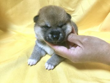 柴犬(標準サイズ)【奈良県・男の子・2020年6月21日・赤】の写真「普通より小振りの男の子です。」