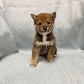 柴犬(豆柴)【奈良県・男の子・2022年12月28日・胡麻】の写真「かわいい胡麻豆柴ちゃんです❣️」