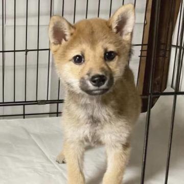 柴犬(豆柴)【奈良県・男の子・2022年9月11日・赤】の写真「凛とした豆っ仔です❣️いい子です❣️1.6kg」