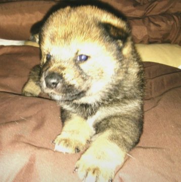 柴犬(標準サイズ)【奈良県・男の子・2017年10月20日・赤】の写真「この子とまったりと過ごせませんか。」