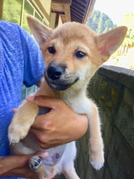 柴犬(標準サイズ)【奈良県・男の子・2018年4月23日・赤】の写真「躾出来てます！」