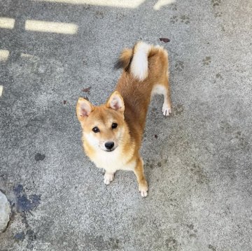 柴犬(豆柴)【奈良県・男の子・2023年10月4日・赤】の写真「愛想いい極小豆柴ちゃん❣️体重3.5kg」