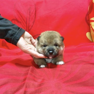 柴犬(豆柴)【奈良県・男の子・2023年12月12日・赤】の写真「かわいいの仔^_^‼️」