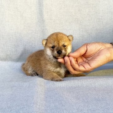 柴犬(豆柴)【奈良県・男の子・2023年10月9日・赤】の写真「小さな小さな豆柴ちゃん❣️500gしかない」