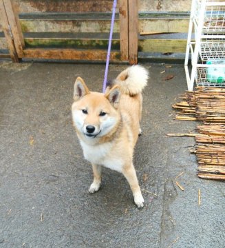 柴犬(標準サイズ)【奈良県・女の子・2017年5月18日・赤】の写真「良血統の若犬です」