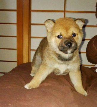 柴犬(標準サイズ)【奈良県・男の子・2017年10月20日・赤】の写真「この子とまったりと過ごせませんか。」