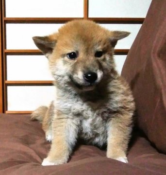 柴犬(標準サイズ)【奈良県・男の子・2017年11月11日・赤】の写真「綺麗な赤毛の仔犬です！」