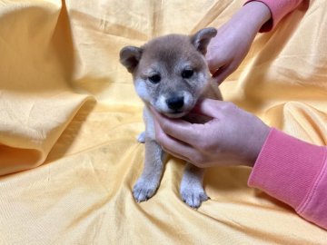 柴犬(豆柴)【奈良県・女の子・2021年10月20日・赤】の写真「極小豆柴の女の子も特価宣言❣️」