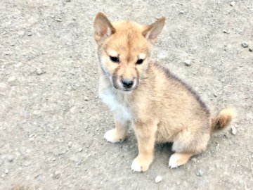 柴犬(豆柴)【奈良県・男の子・2018年10月26日・赤】の写真「大人しくていい子です。」