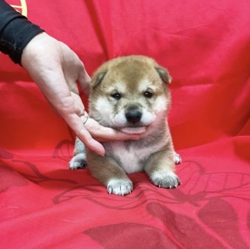 柴犬(標準サイズ)【奈良県・男の子・2023年9月26日・赤】の写真「豆柴近い小ぶり仔です❣️」