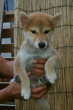 柴犬(標準サイズ)【奈良県・女の子・2017年7月3日・赤】の写真「茶めっけのあるある可愛い女の子です。」