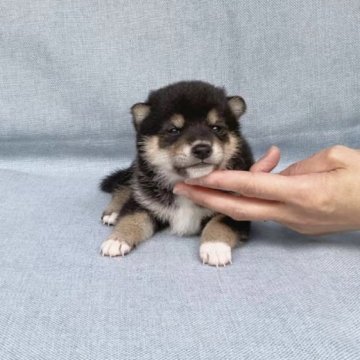 柴犬(豆柴)【奈良県・男の子・2023年4月1日・黒】の写真「小さな黒豆柴ちゃんです❣️」