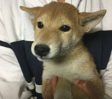 柴犬(標準サイズ)【奈良県・女の子・2017年12月19日・赤】の写真「お茶目な一人っ子で甘えたです」