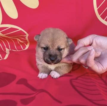 柴犬(豆柴)【奈良県・女の子・2022年10月6日・赤】の写真「愛嬌がある小さいな極小豆柴ちゃんです❣️」