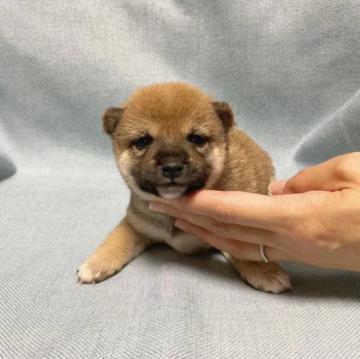 柴犬(豆柴)【奈良県・女の子・2022年9月15日・赤】の写真「小さい豆柴ちゃん❣️人懐っこい💕」