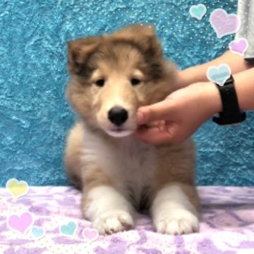 ラフコリー【兵庫県・男の子・2018年5月28日・セーブル】の写真「お7匹兄妹 Aくん」