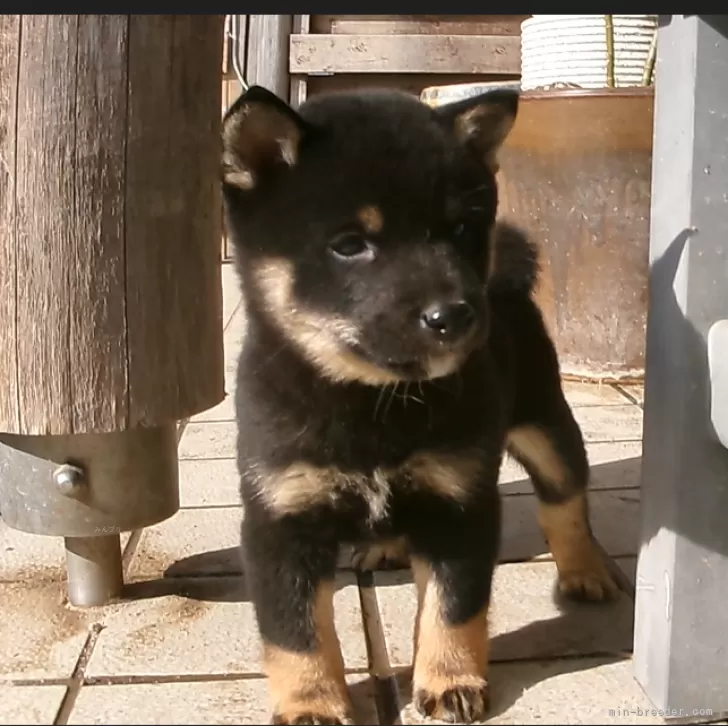 みりん 様のお迎えした子犬