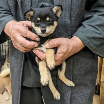 ミックス(チワワ×豆柴)【佐賀県・男の子・2024年9月15日・黒】の写真「稀少な珍しいチワワ（黒）と豆柴（赤）の小さな子です」