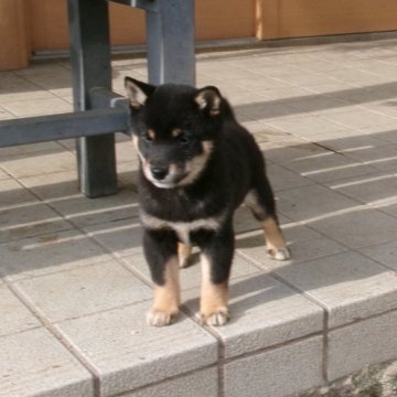 豆柴【佐賀県・女の子・2024年11月4日・黒】の写真「体躯のガッシリした骨量の有る立派な構成の子です」