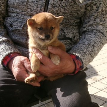 豆柴【佐賀県・女の子・2024年11月4日・赤】の写真「体が小振りでその上顔がチャーミングな素敵な娘です。」