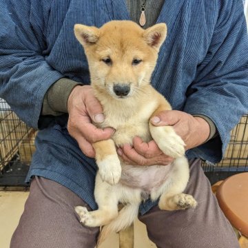 柴犬(豆柴)【佐賀県・女の子・2024年8月20日・赤】の写真「とても上品な顔立ちできれいな色相いのこです」