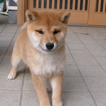 柴犬(豆柴)【佐賀県・男の子・2024年11月4日・赤】の写真「とても性格の良い明るく元気な素晴らしい子です」