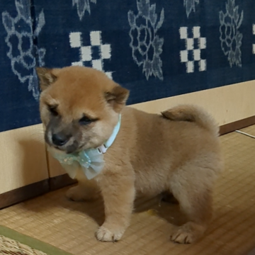 柴犬(豆柴)【佐賀県・男の子・2024年10月30日・赤】の写真「骨量豊かで丸々として元気一杯のすばらしい子です」