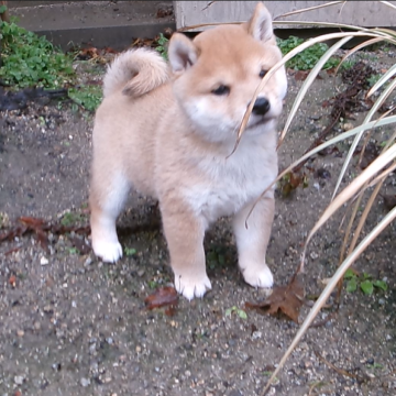 柴犬(豆柴)【佐賀県・男の子・2024年11月4日・赤】の写真「とても性格の良い明るく元気な素晴らしい子です」