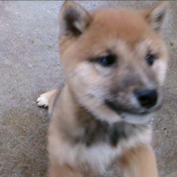 柴犬(豆柴)【佐賀県・女の子・2024年10月21日・赤】の写真「人を引き付けるとても魅力的な素晴らしい子です」